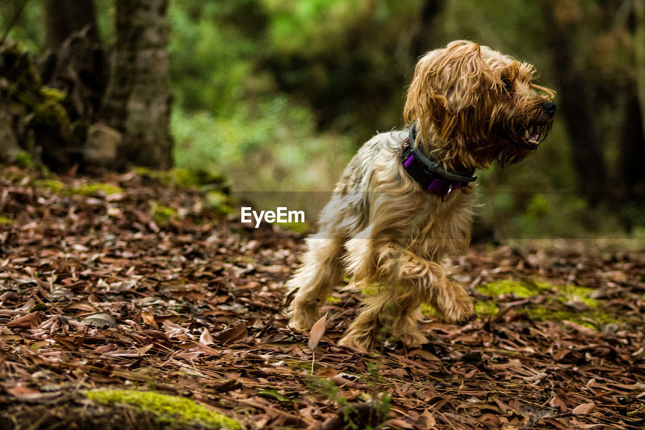 DOG ON TREE IN PARK