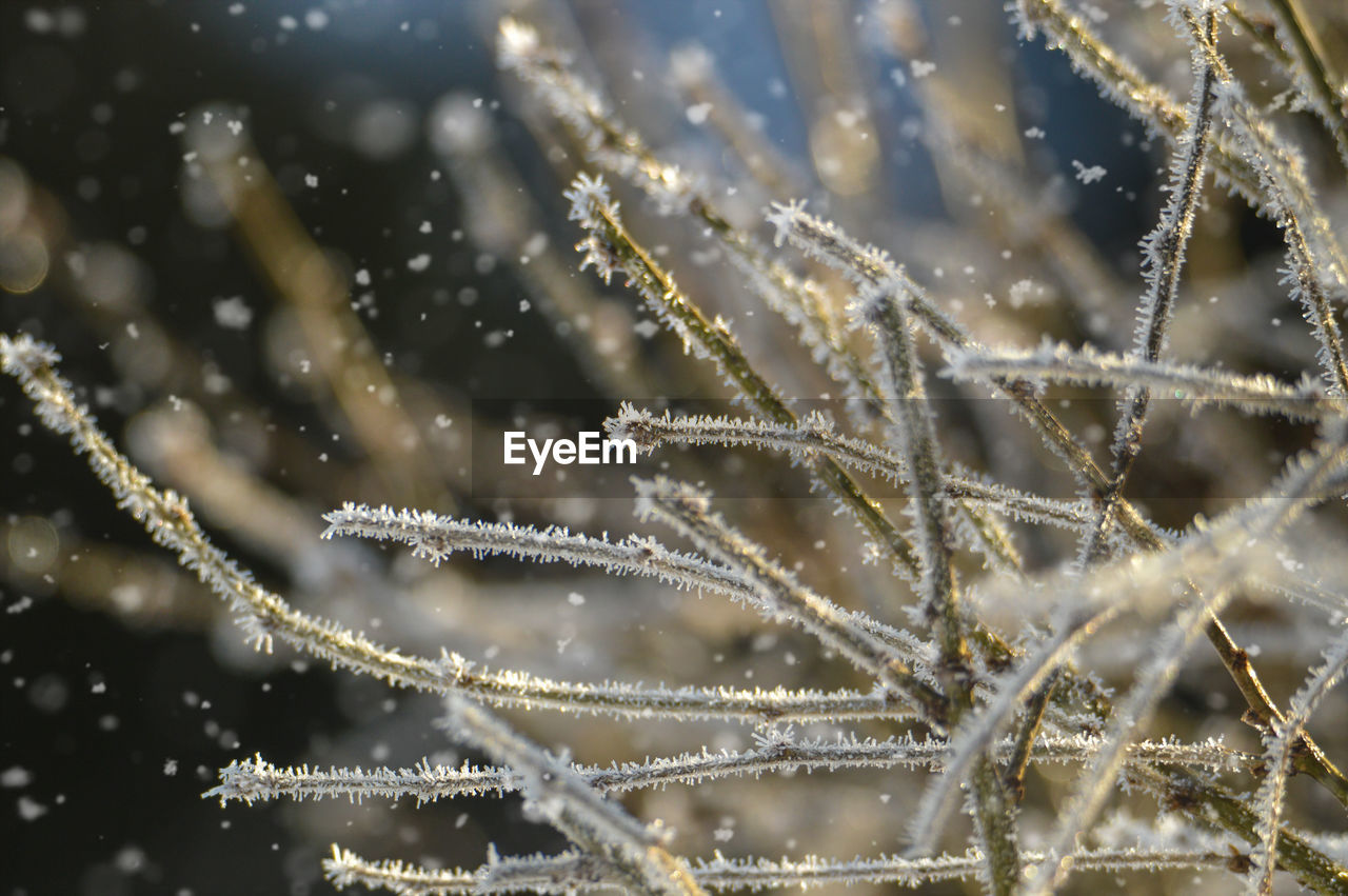 frost, freezing, branch, nature, winter, snow, water, cold temperature, no people, close-up, moisture, plant, focus on foreground, dew, snowflake, macro photography, beauty in nature, drop, frozen, outdoors, spider web, day, snowing, selective focus, twig, ice, wet, grass, environment, tranquility, leaf