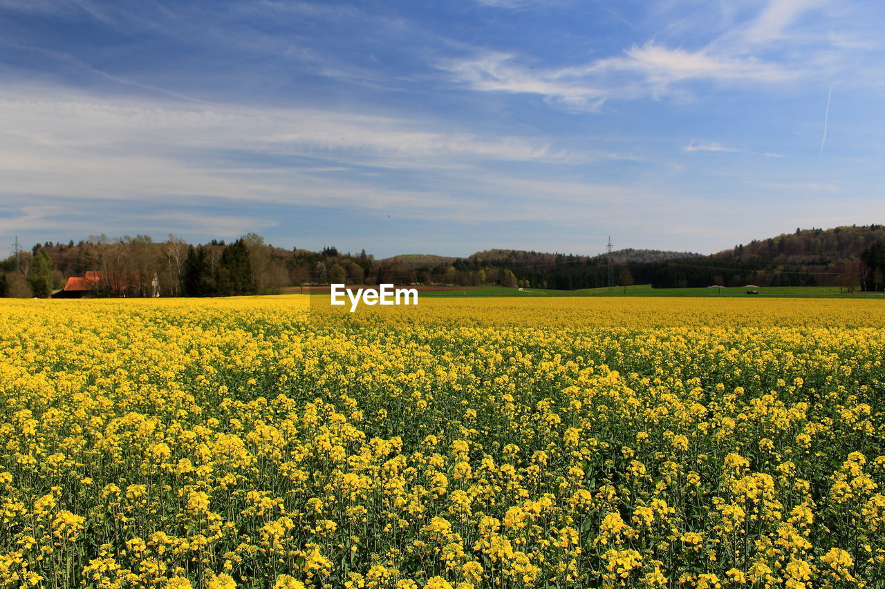 plant, landscape, field, flower, yellow, agriculture, beauty in nature, land, rural scene, rapeseed, flowering plant, environment, sky, vegetable, produce, oilseed rape, growth, scenics - nature, freshness, canola, crop, food, nature, farm, tranquility, tranquil scene, prairie, cloud, no people, springtime, abundance, idyllic, blossom, rural area, fragility, tree, meadow, brassica rapa, day, outdoors, plain, mustard, non-urban scene, cultivated, vibrant color, sunlight, grassland