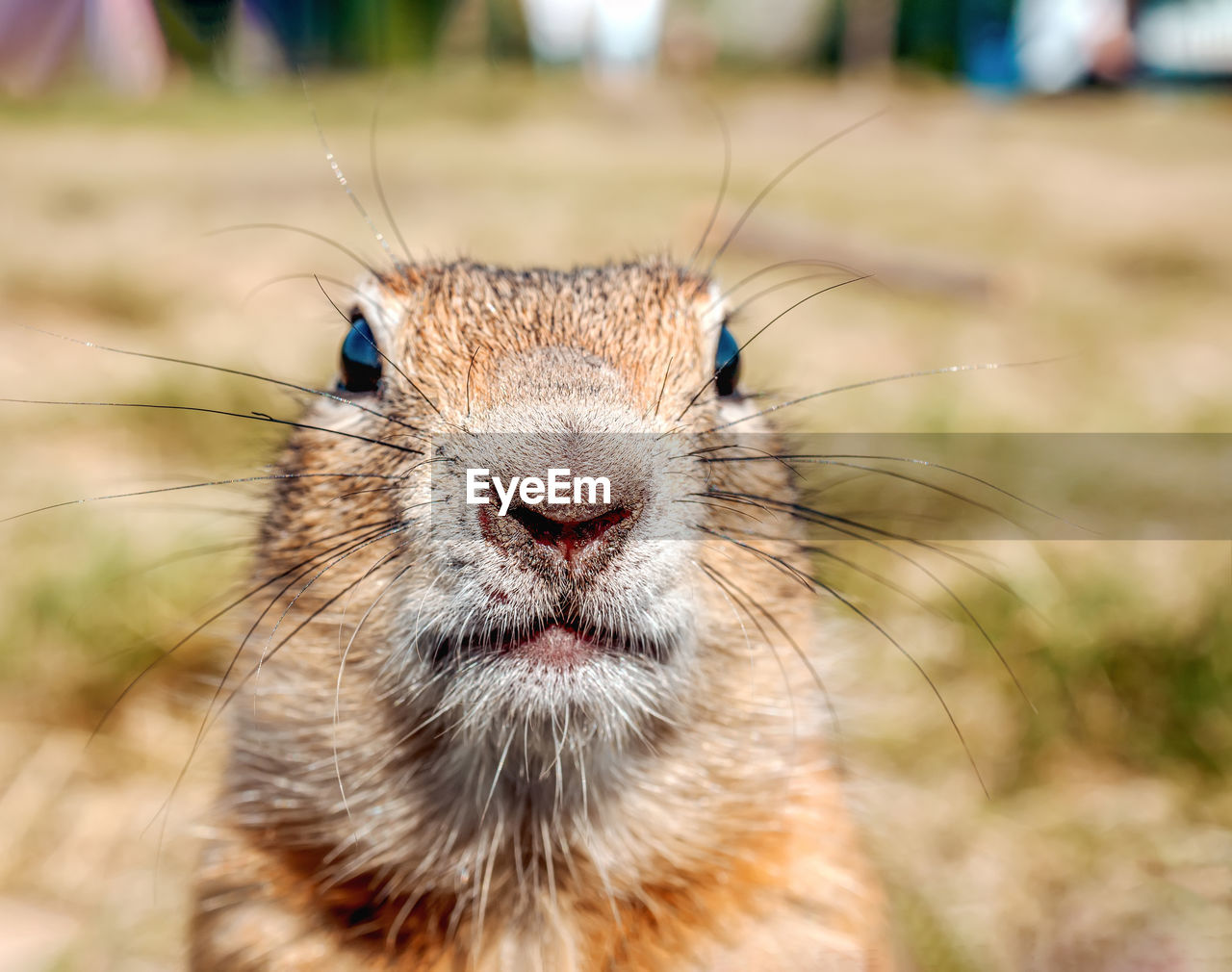 Gopher on the grassy lawn is looking at the camera. close-up. selective focus