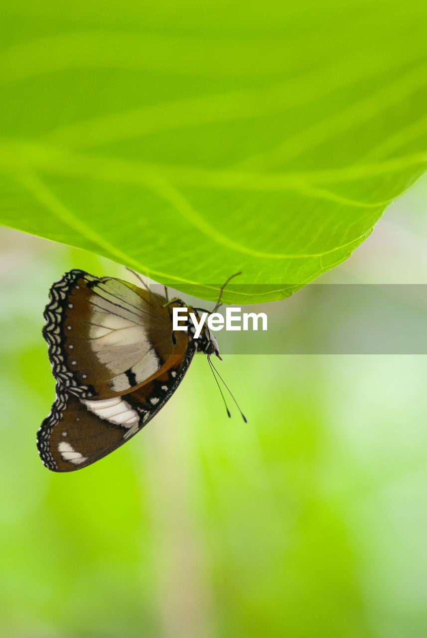 Close-up of butterfly on leaf