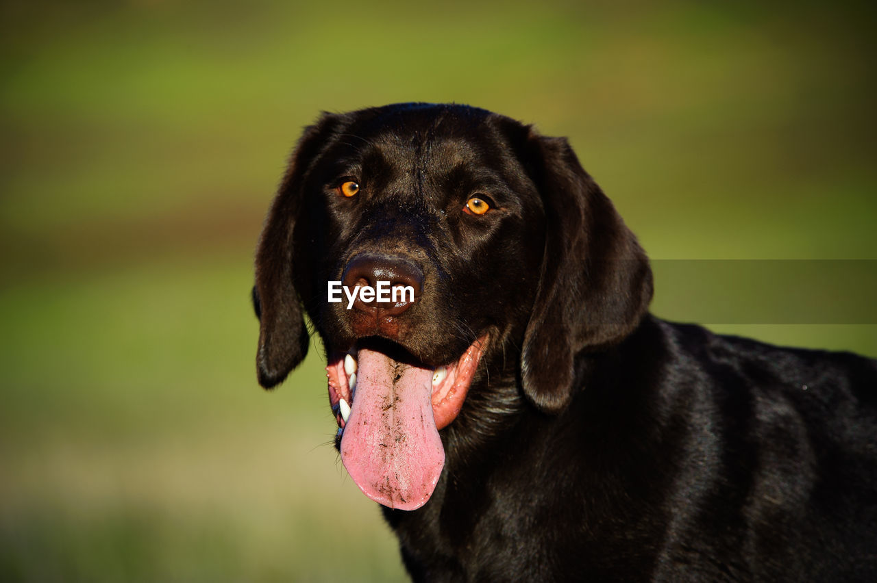 View of chocolate labrador sticking out tongue