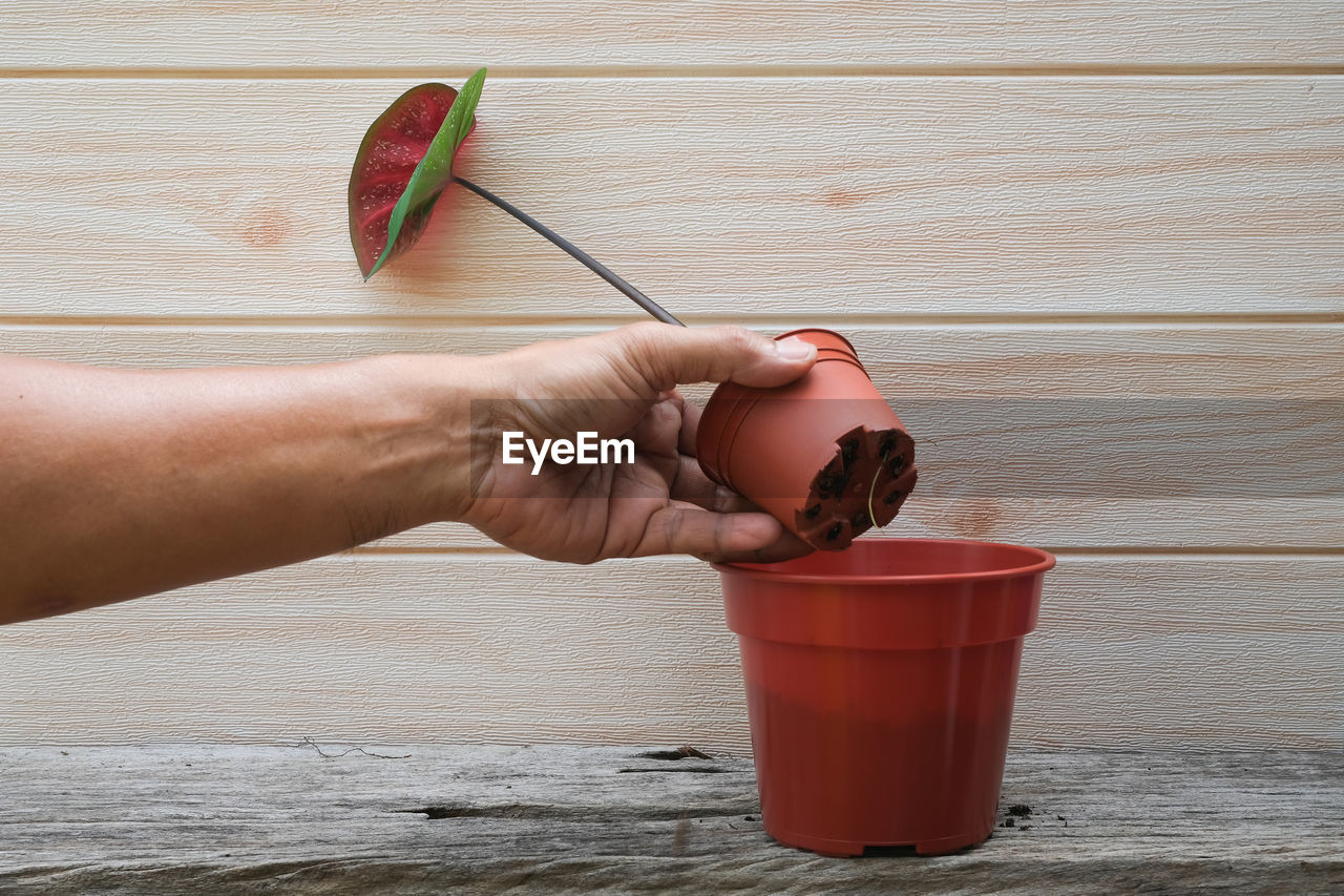 cropped hand of person watering can