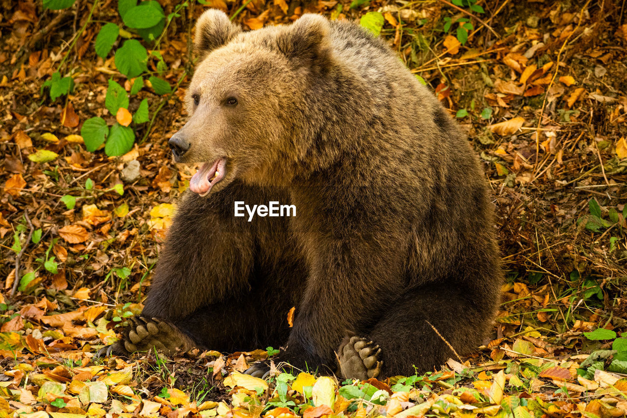 Close-up of a wild bear in the forest