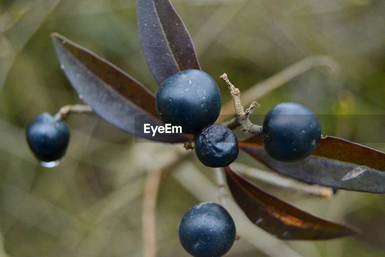 Close-up of berry growing on plant