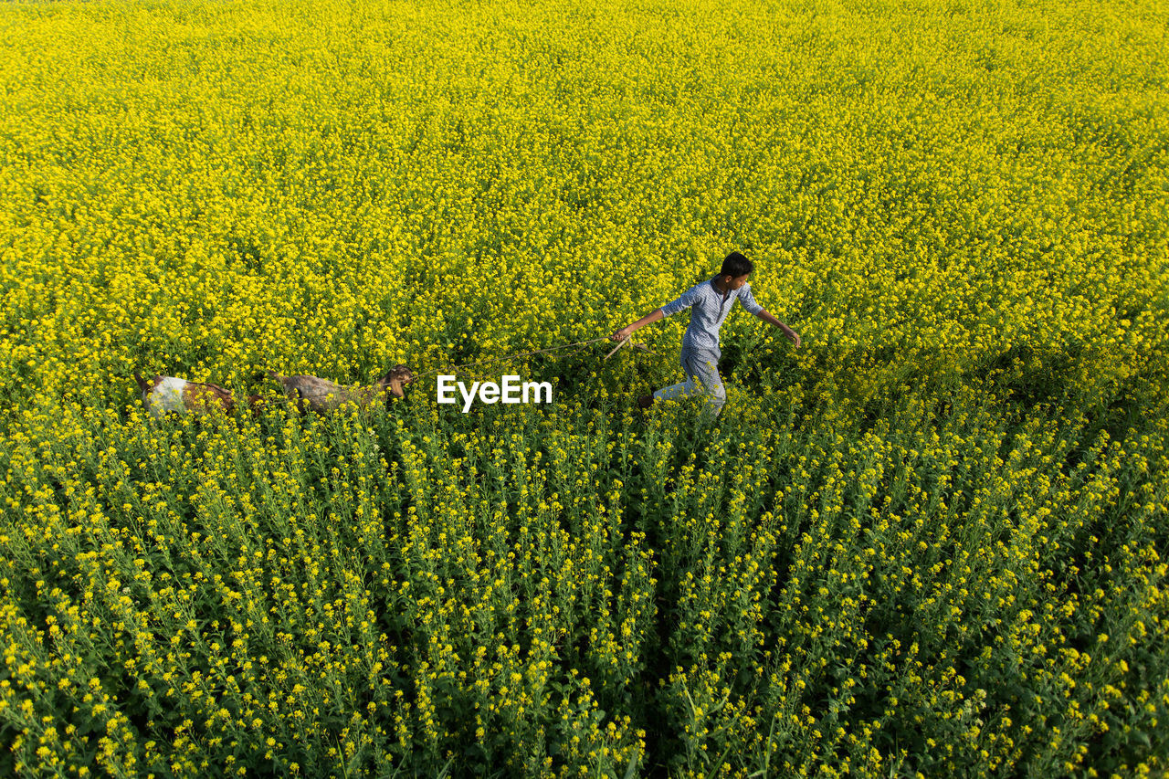 FULL FRAME SHOT OF YELLOW FLOWERING PLANTS ON LAND