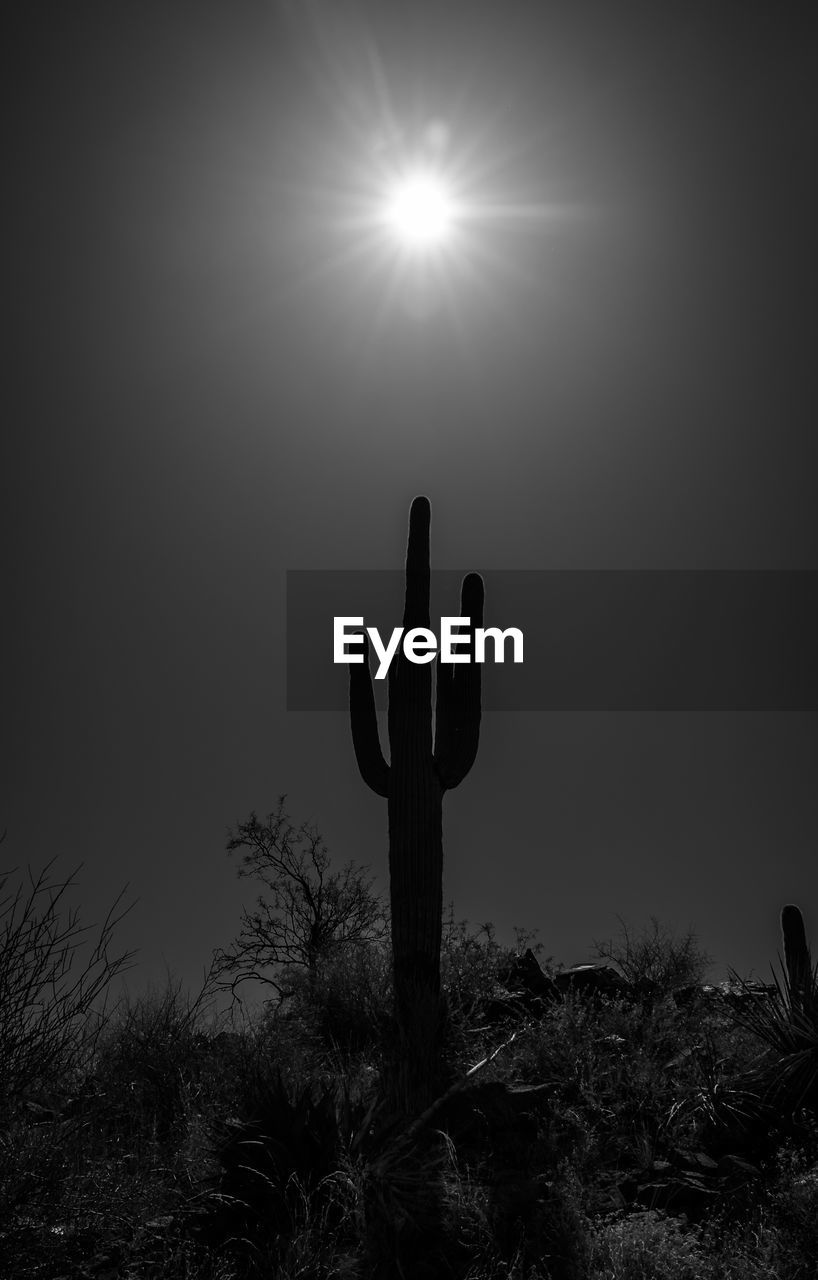 darkness, black and white, nature, cactus, silhouette, sky, plant, succulent plant, monochrome photography, monochrome, night, tranquility, tree, light, growth, beauty in nature, no people, outdoors, land, back lit, saguaro cactus, scenics - nature, tranquil scene