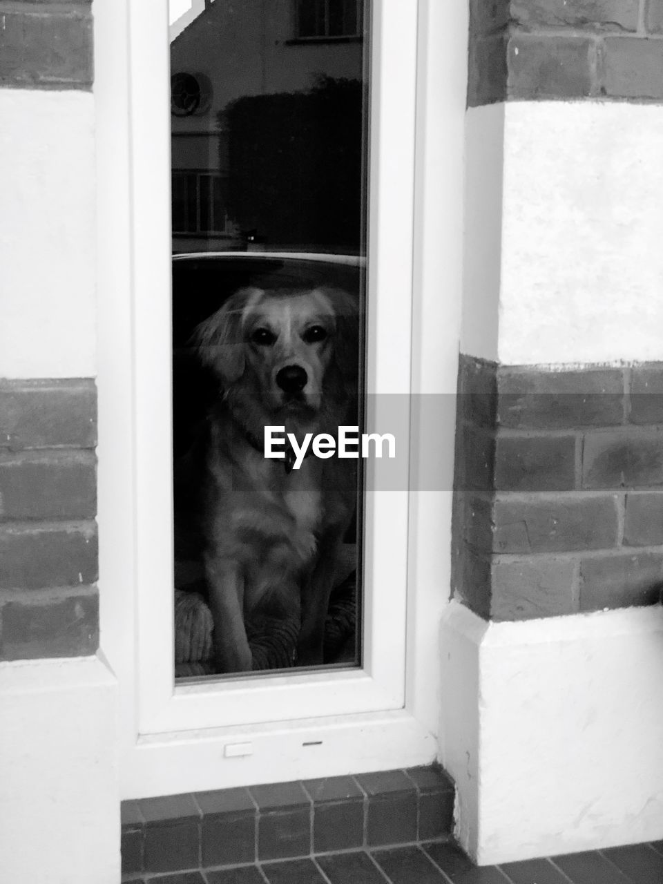 PORTRAIT OF DOG IN FRONT OF DOOR