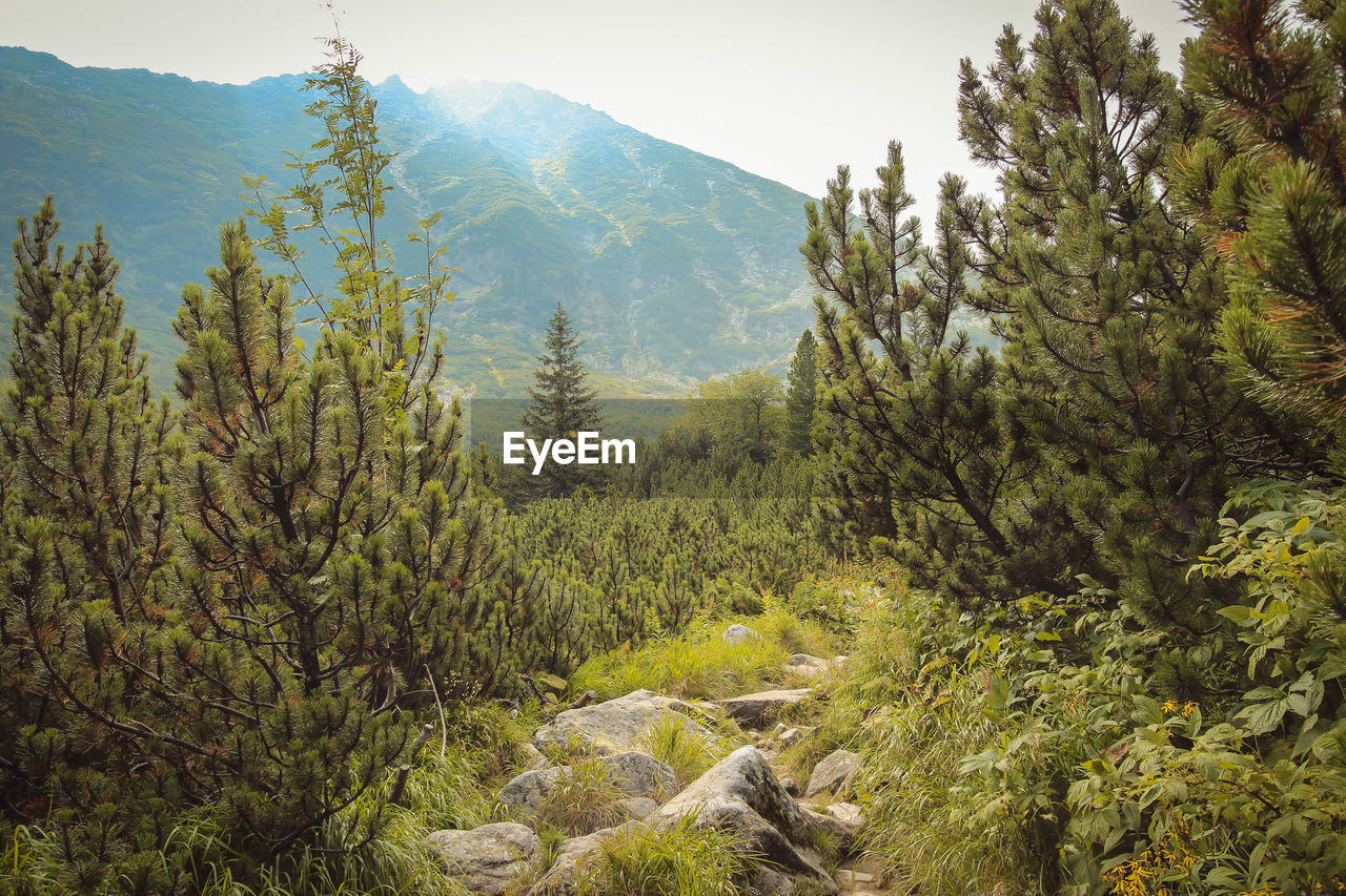 TREES IN FOREST AGAINST SKY