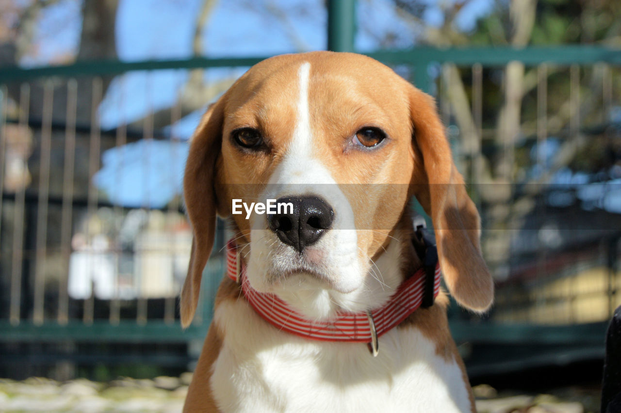 Close-up portrait of dog