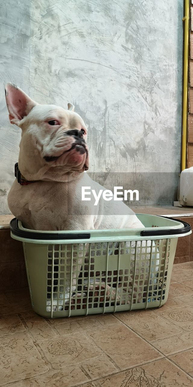 pet, one animal, animal themes, animal, domestic animals, dog, mammal, canine, lap dog, basket, bulldog, french bulldog, indoors, no people, container, portrait