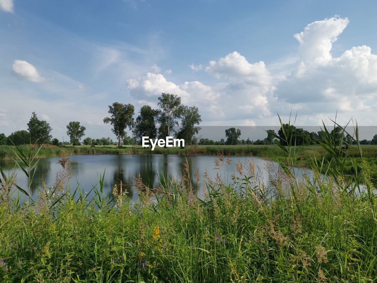 PLANTS BY LAKE AGAINST SKY