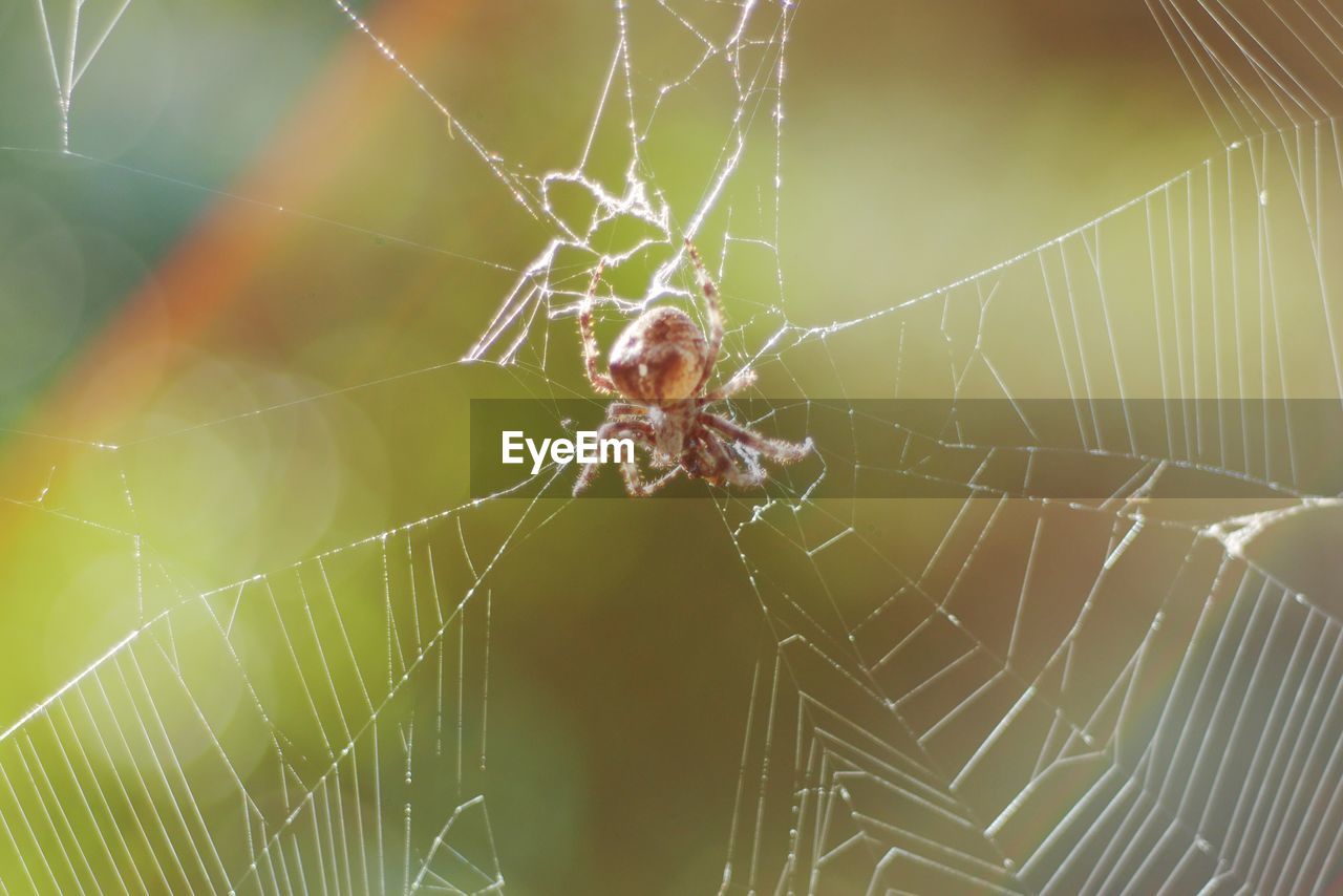 Macro shot of spider on web