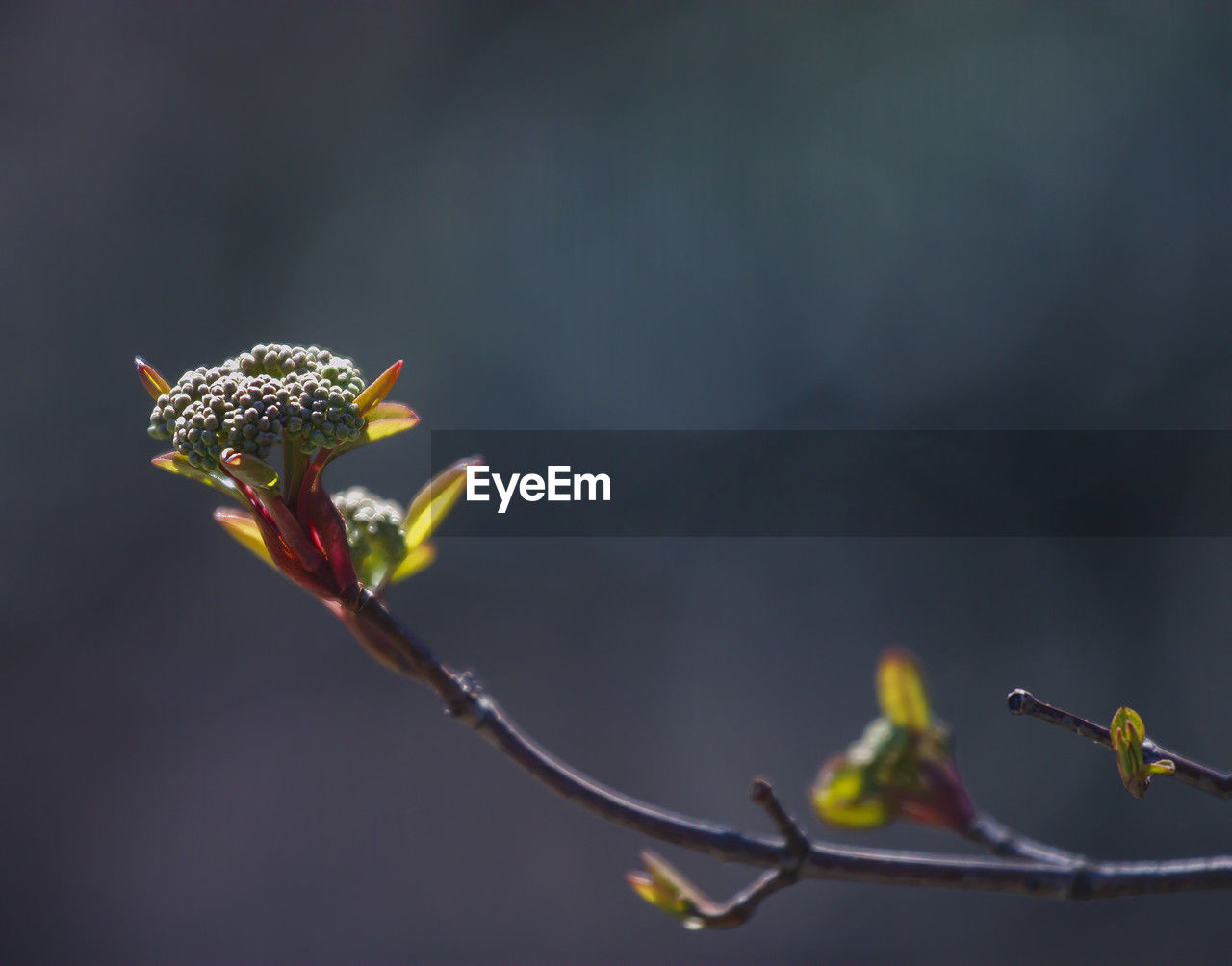 yellow, flower, plant, branch, macro photography, nature, animal wildlife, animal themes, animal, close-up, leaf, no people, beauty in nature, focus on foreground, tree, flowering plant, wildlife, outdoors, one animal, insect, twig, fragility, plant stem, day, plant part, growth