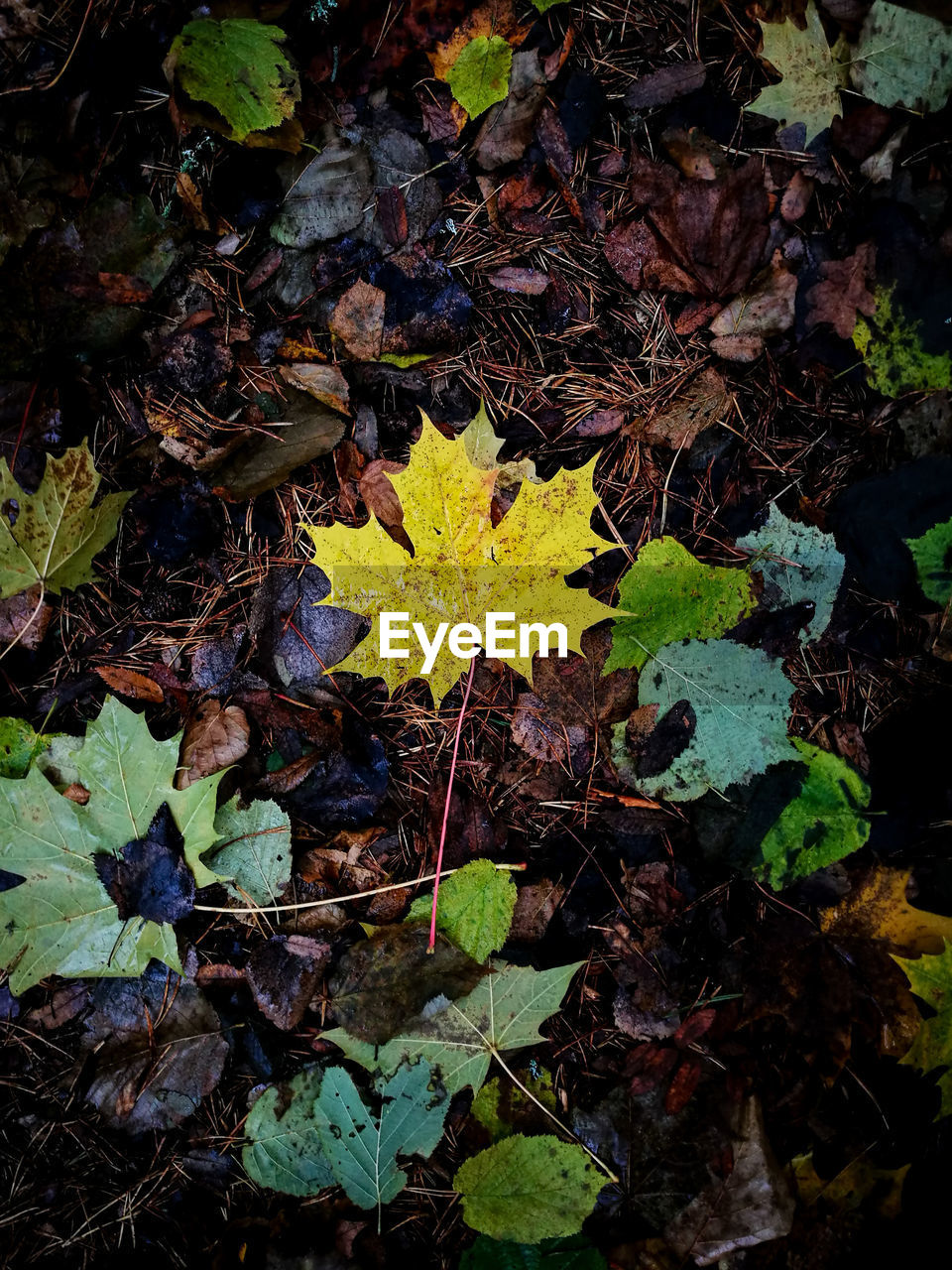 CLOSE-UP OF MAPLE LEAVES