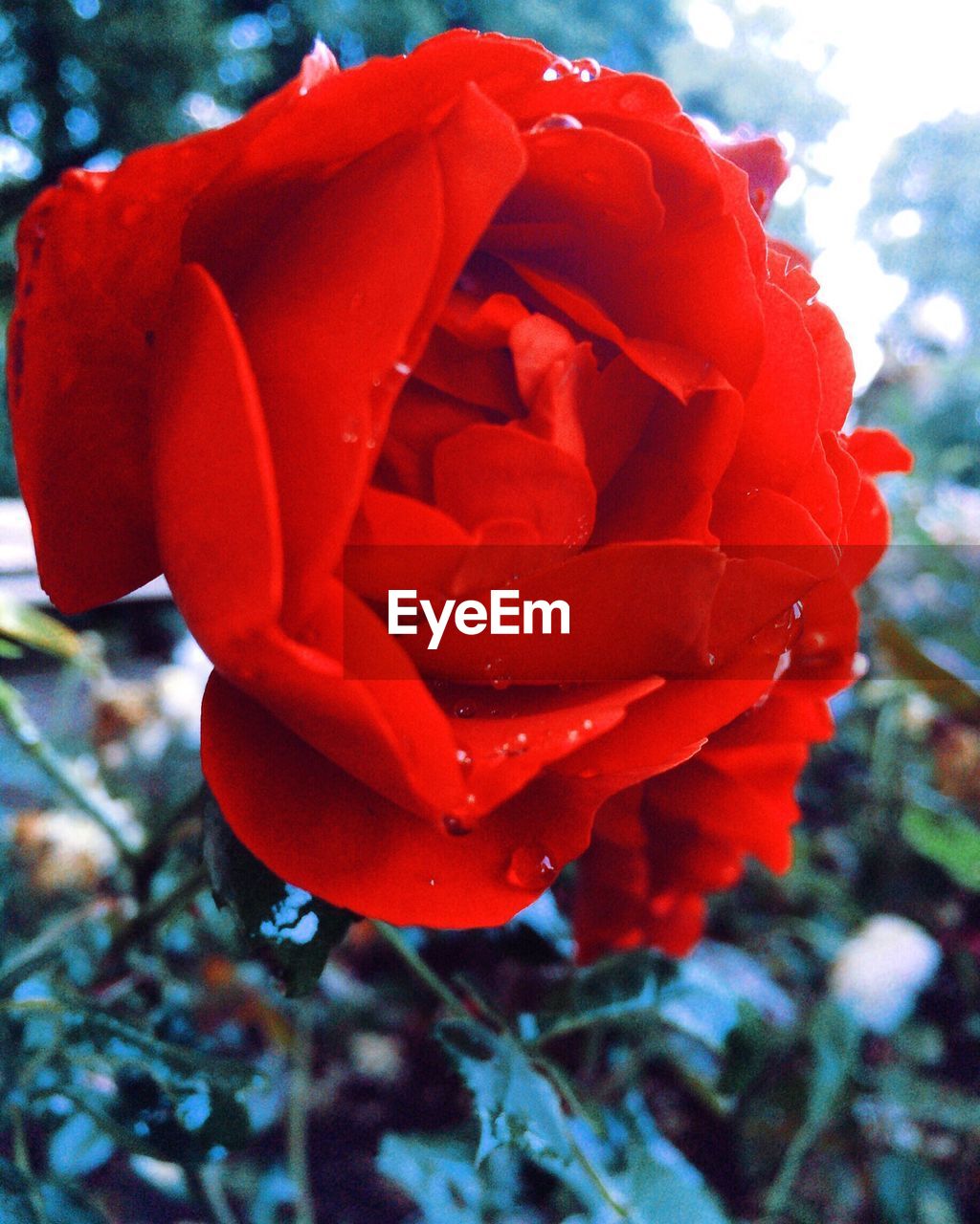 CLOSE-UP OF RED ROSES