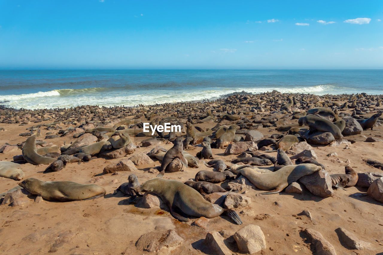 FLOCK OF SHEEP ON BEACH