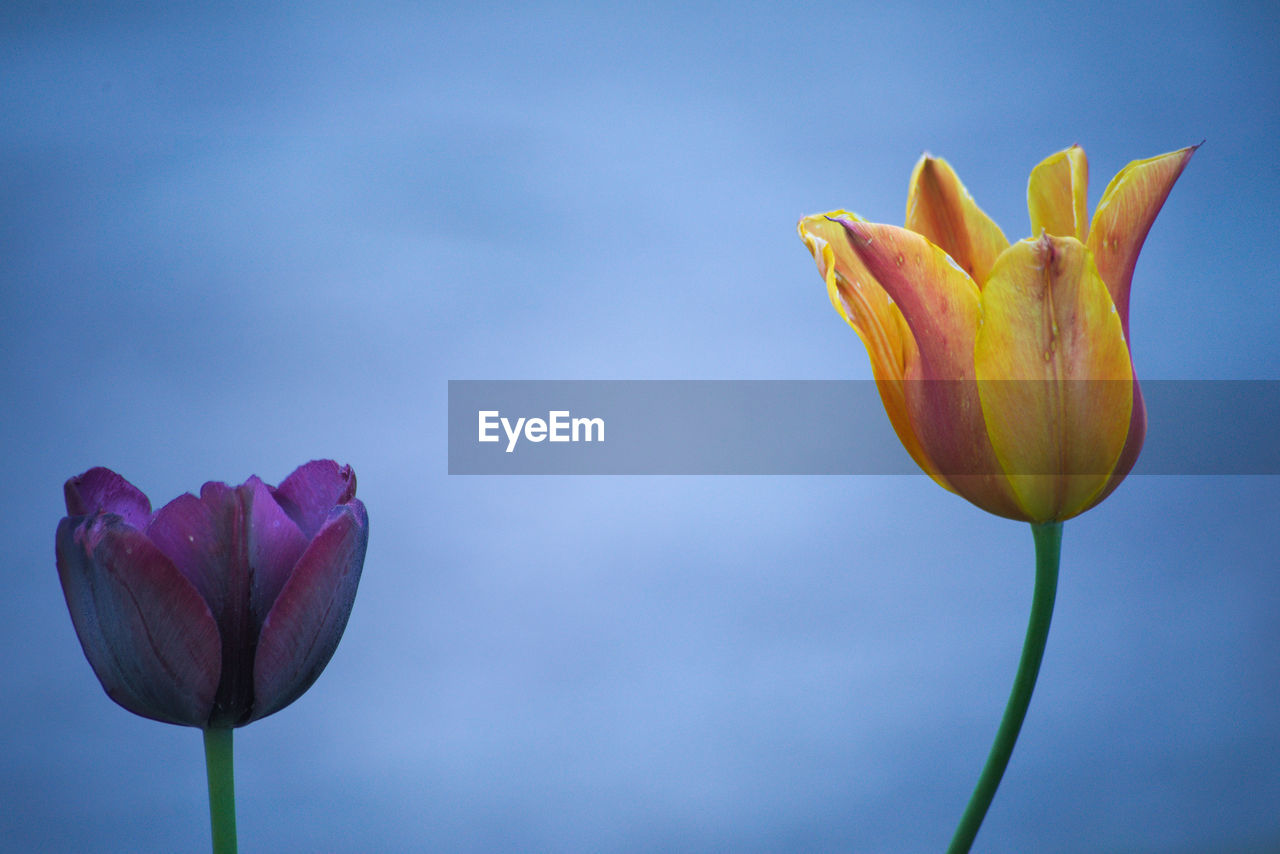 Close-up of a purple and a orange-yellow tulip