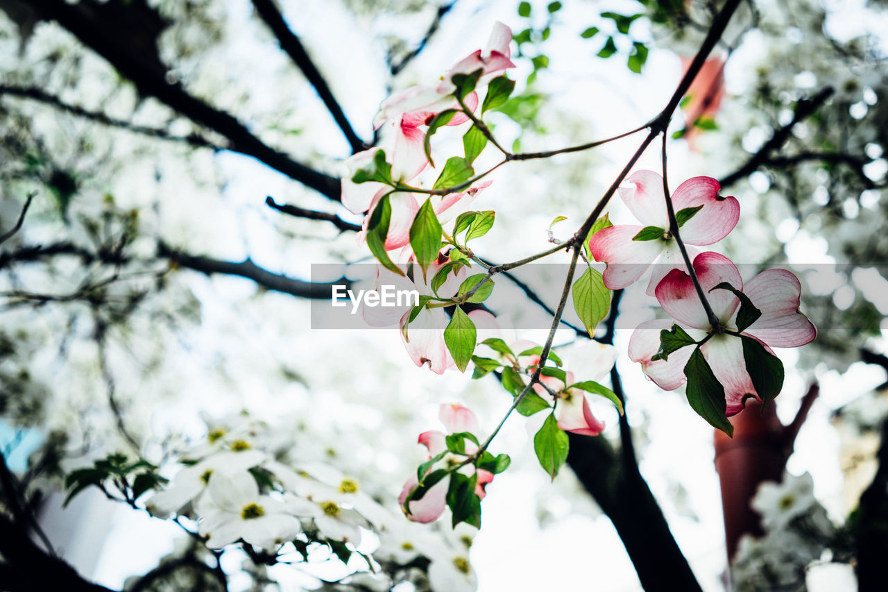 LOW ANGLE VIEW OF FLOWERS ON BRANCH