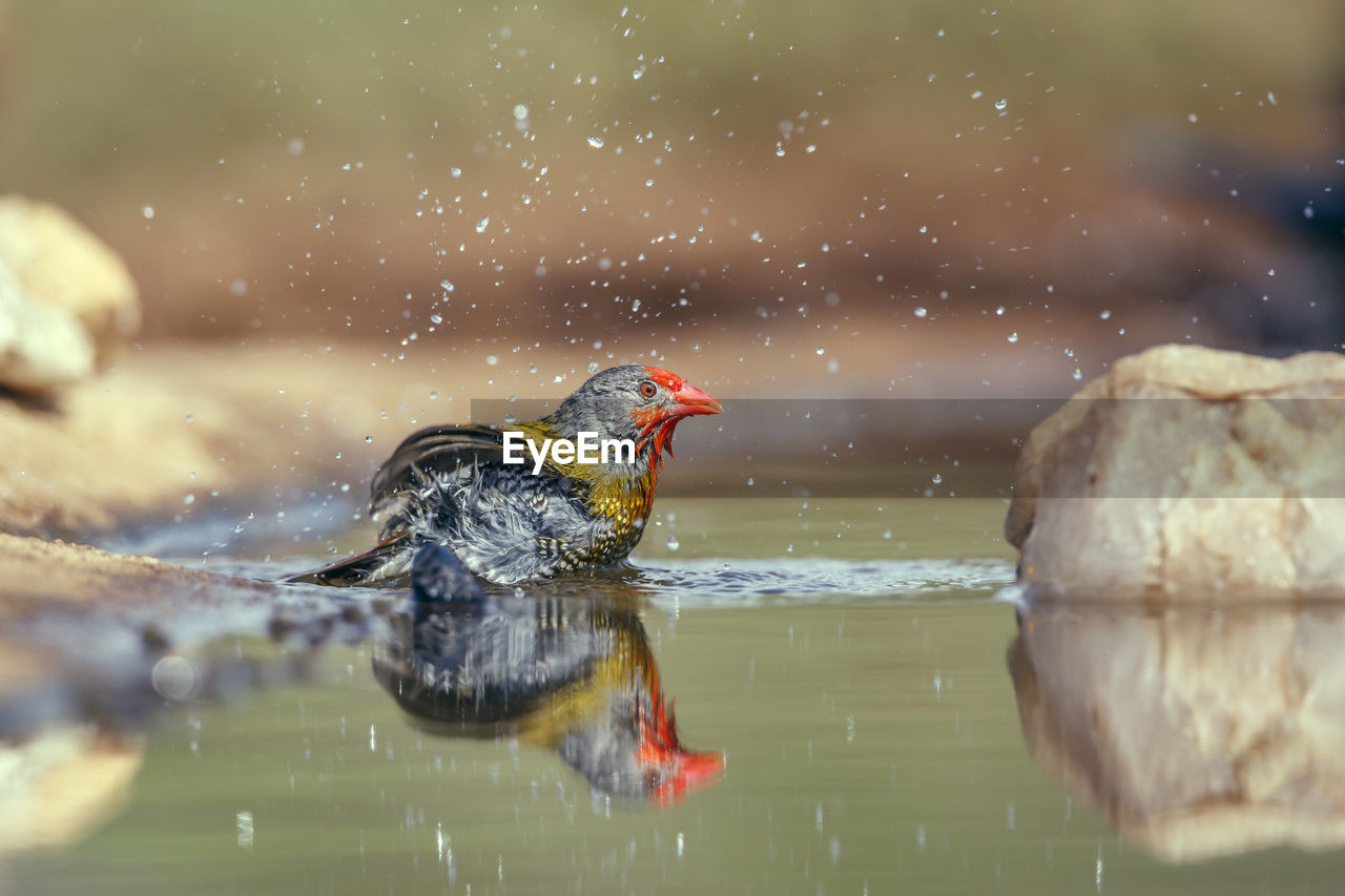 animal themes, animal, animal wildlife, bird, wildlife, water, one animal, nature, no people, outdoors, close-up, lake, selective focus, day, macro photography