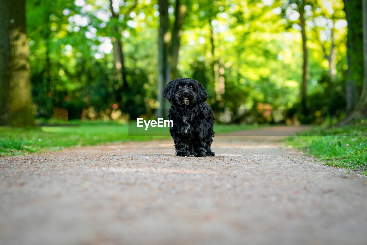 PORTRAIT OF BLACK DOG SITTING ON FLOOR