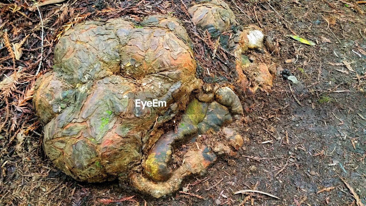 CLOSE-UP OF SNAKE ON FIELD