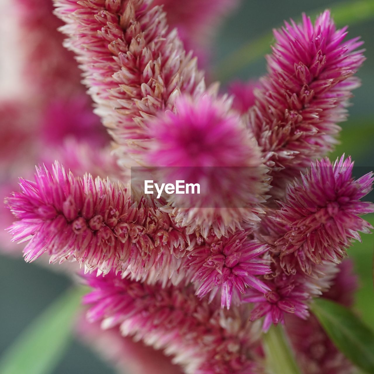 Close-up of pink flower