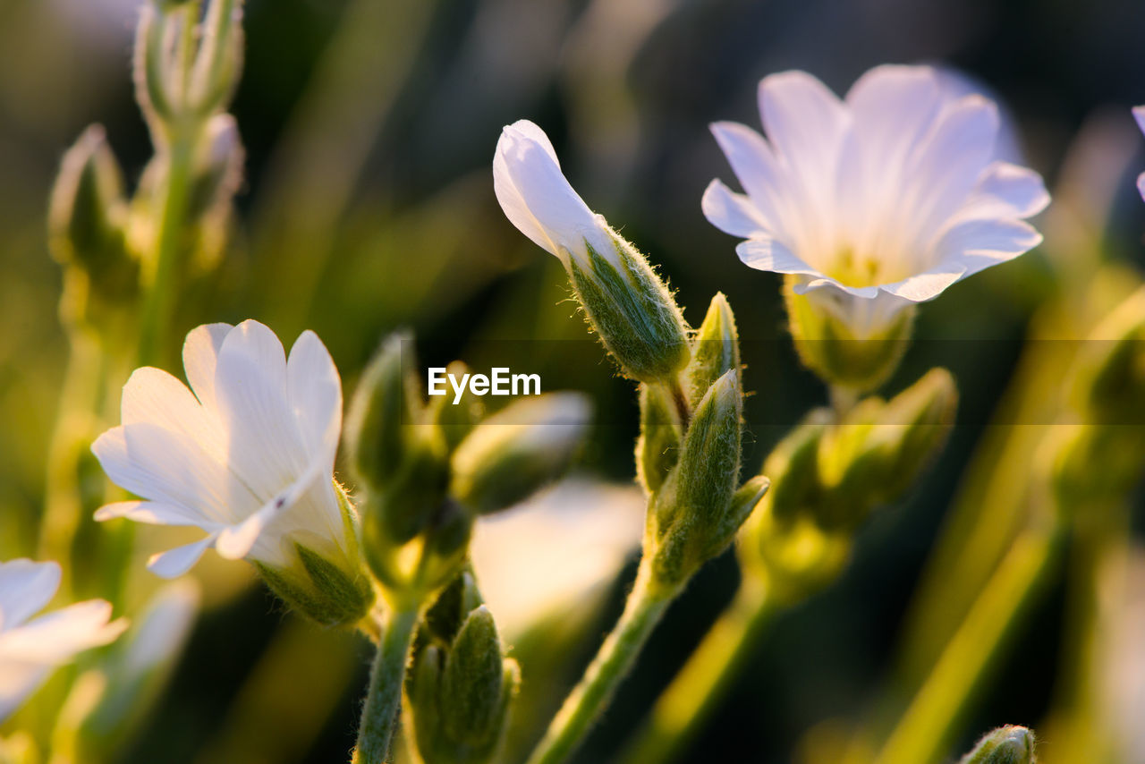 Close-up of purple flowering plant