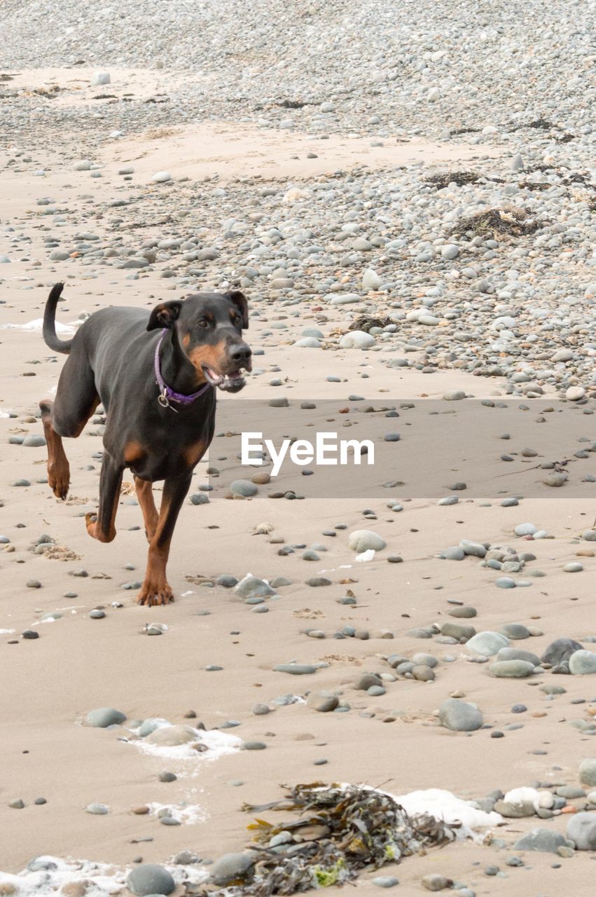 animal, one animal, dog, animal themes, domestic animals, canine, mammal, pet, beach, land, sand, water, nature, running, sea, motion, day, full length, carnivore, no people, outdoors