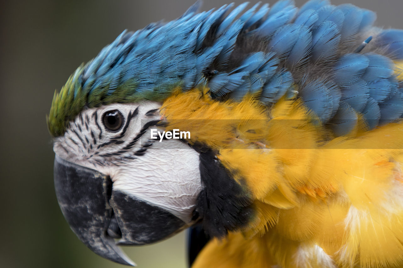 Close-up of a parrot