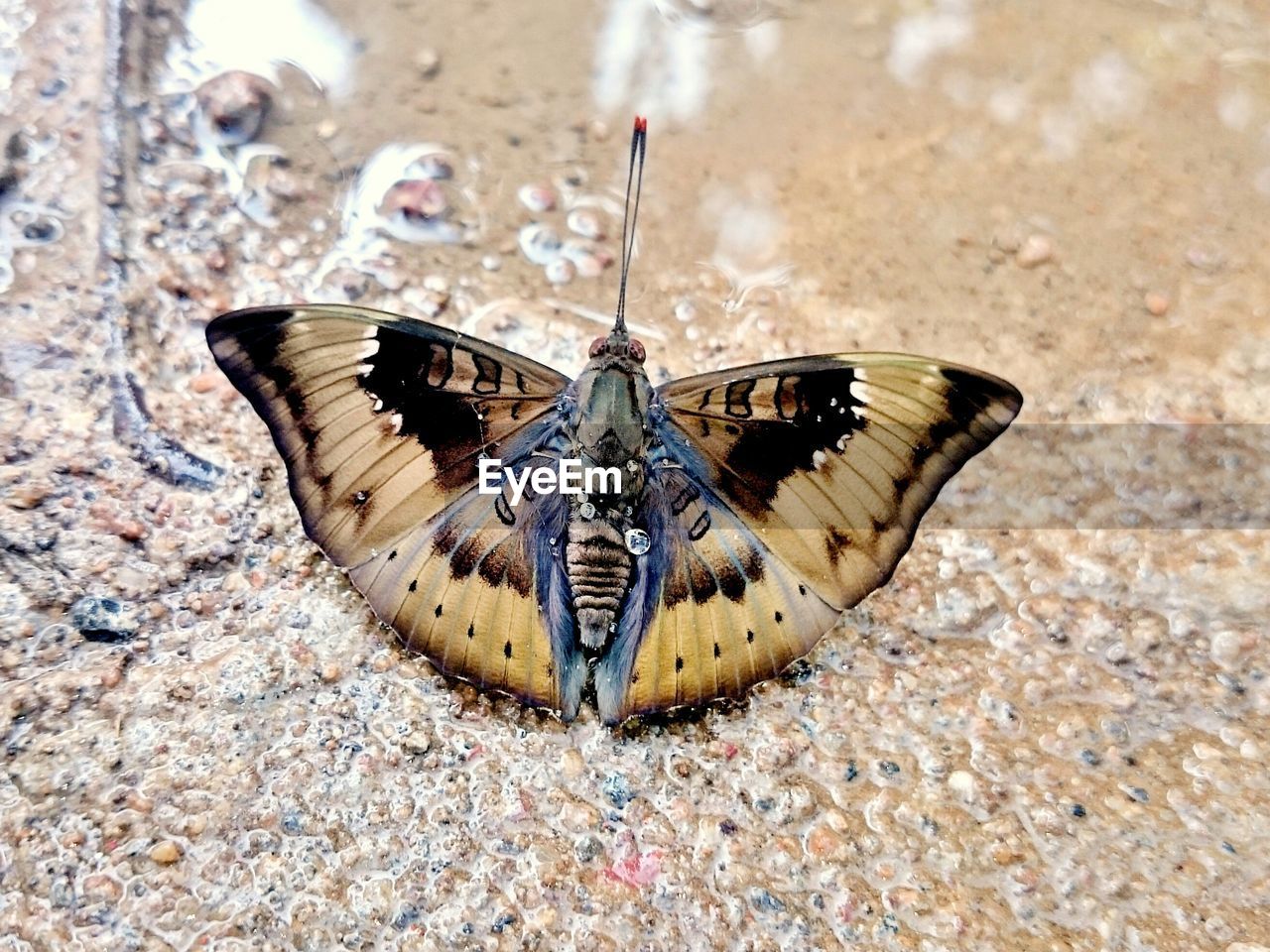 CLOSE-UP OF BUTTERFLY ON TREE TRUNK