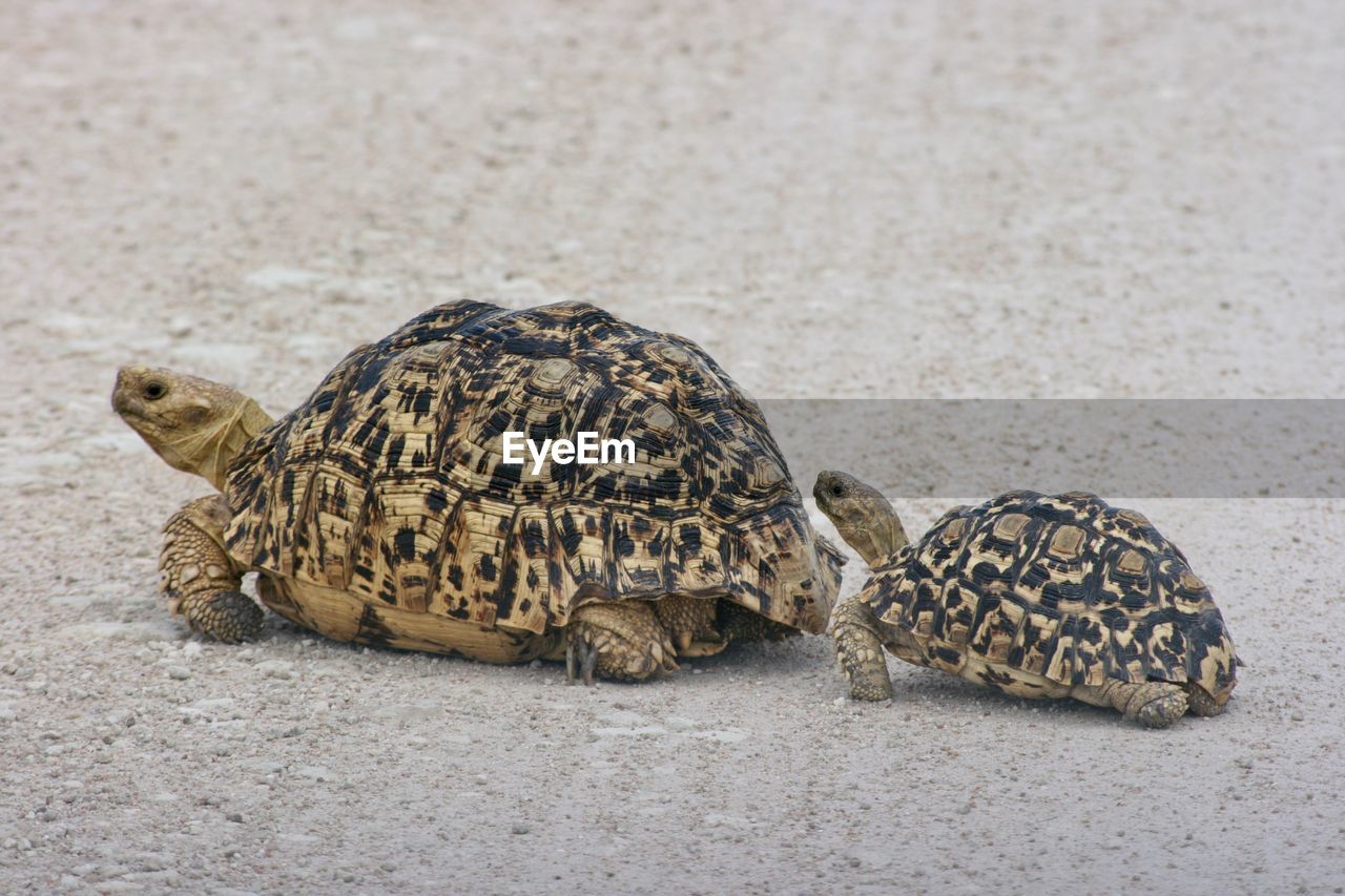 Mother and baby tortoise stigmochelys pardal is crossing road etosha national park, namibia.