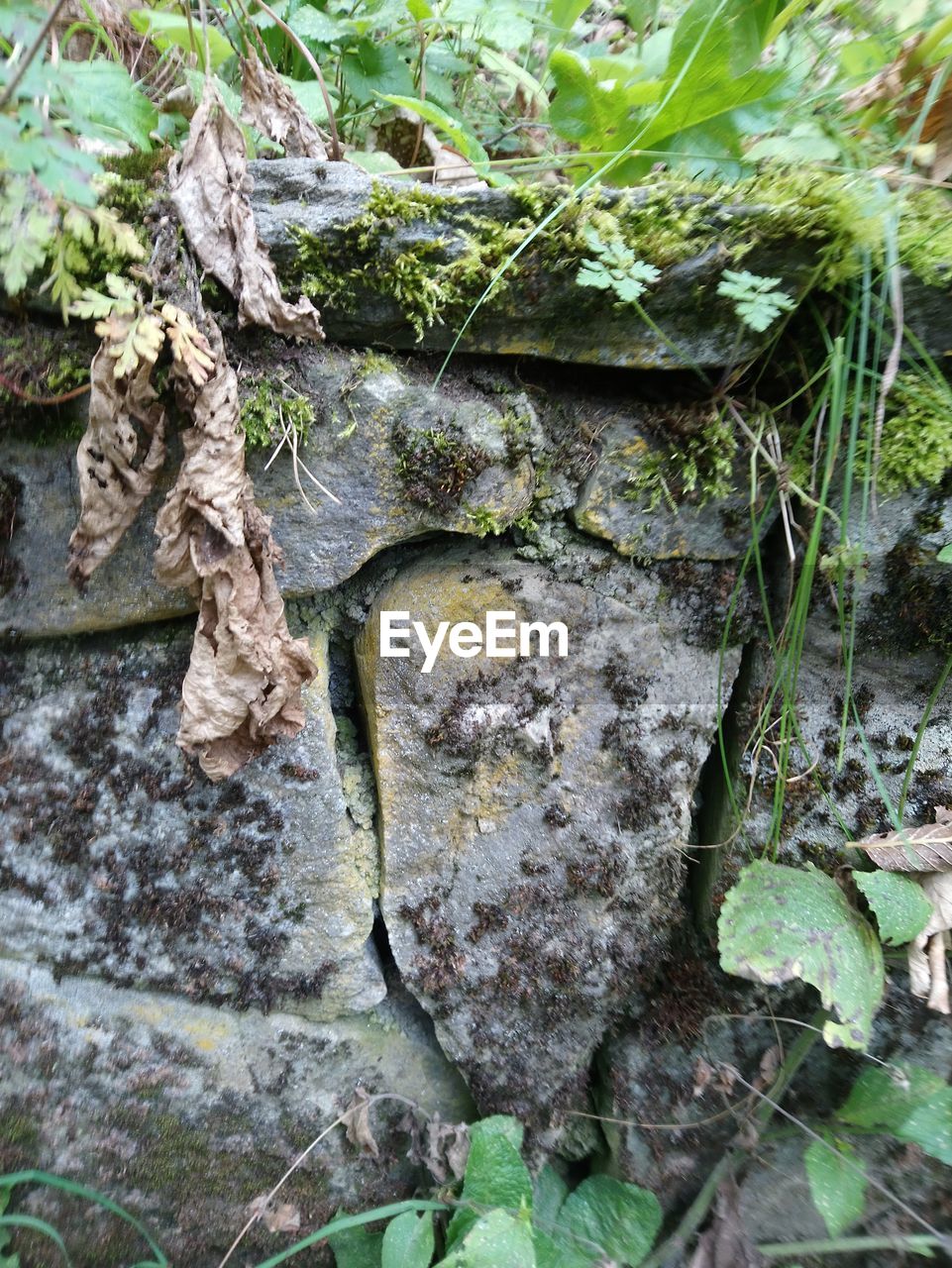 CLOSE-UP OF MOSS GROWING ON ROCKS
