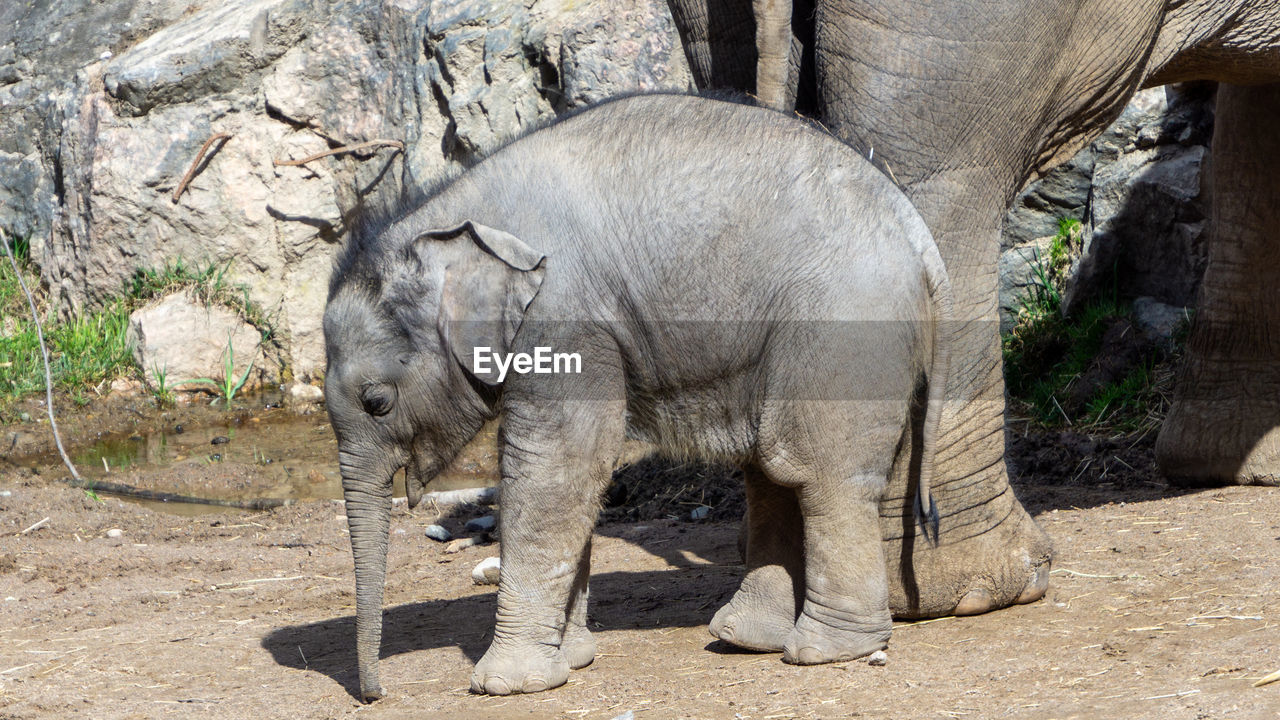 Side view of elephant standing in zoo