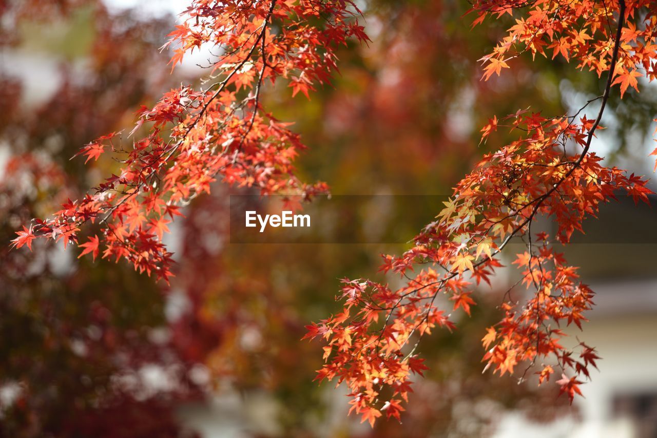 Low angle view of maple leaves on tree