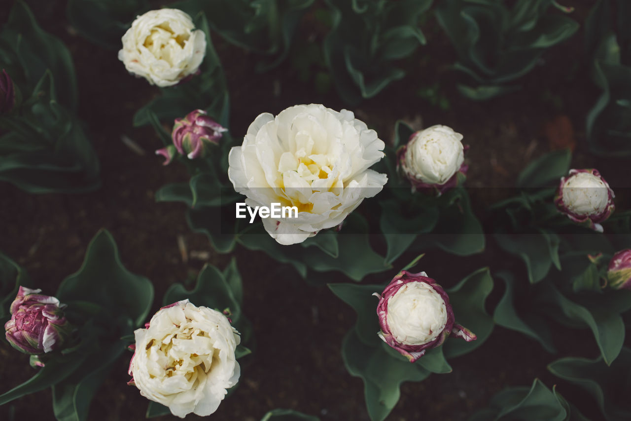 Close-up of white roses