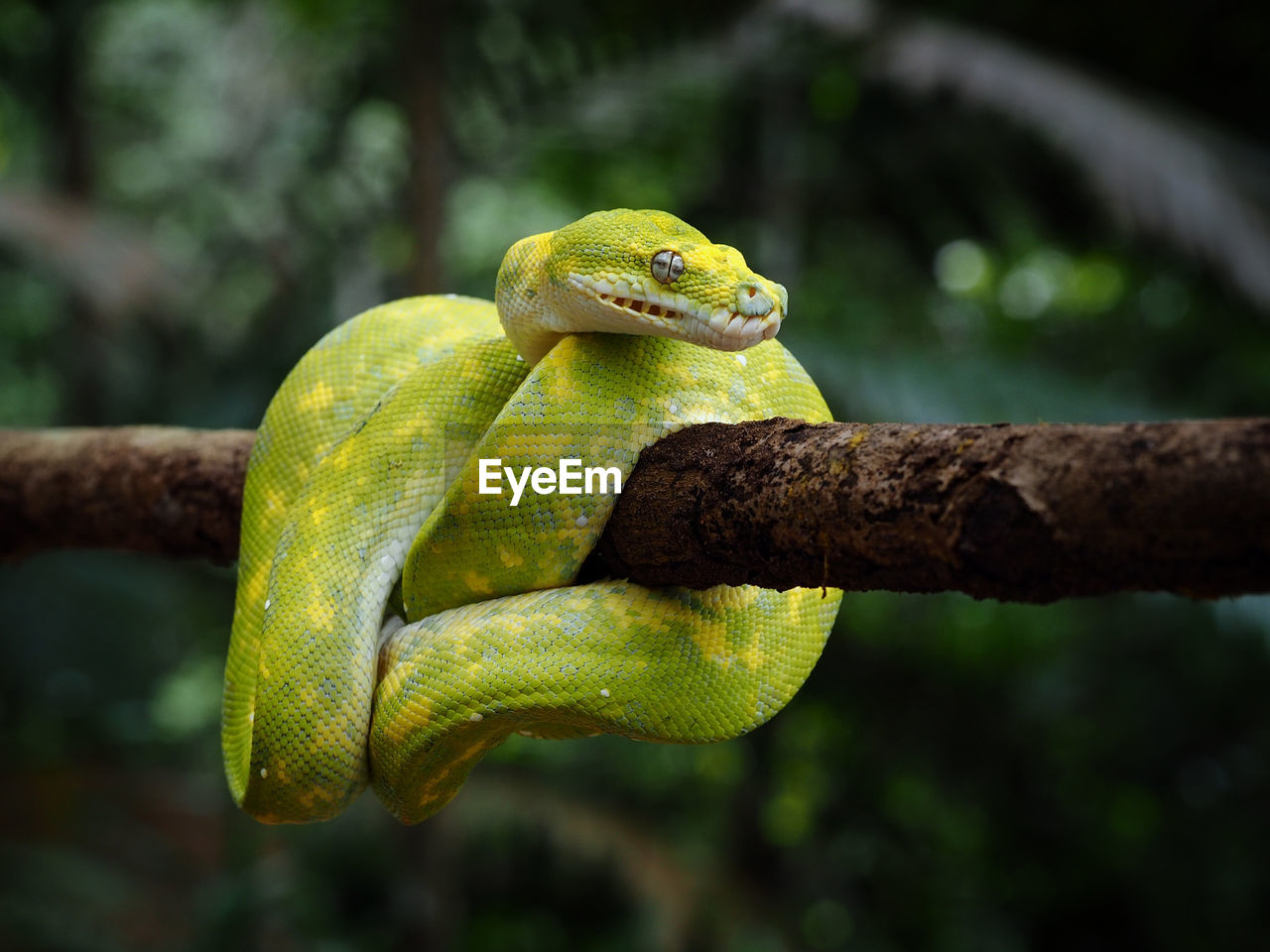 Green python snake