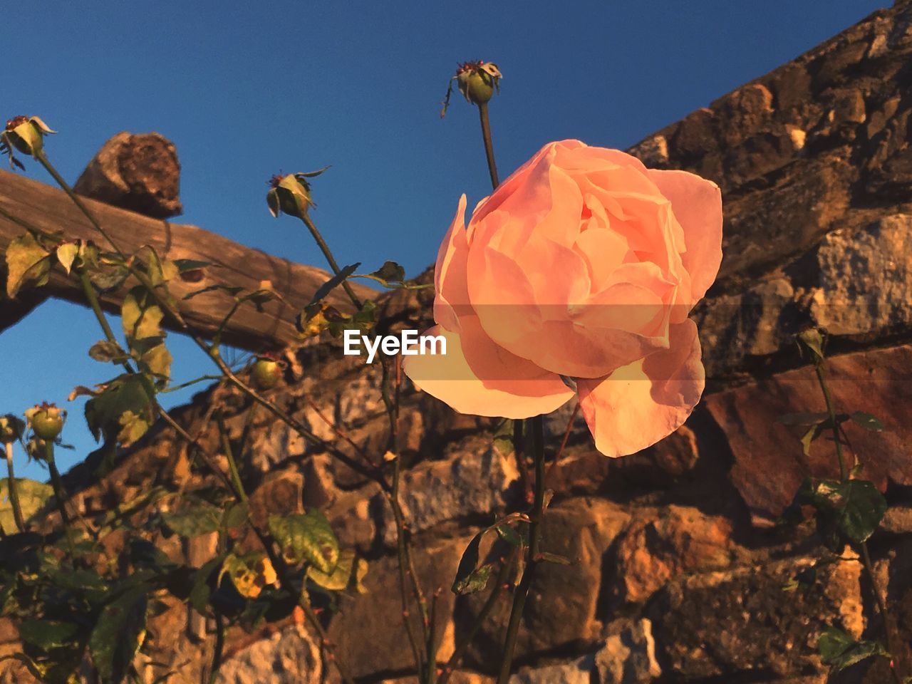 LOW ANGLE VIEW OF FLOWERS