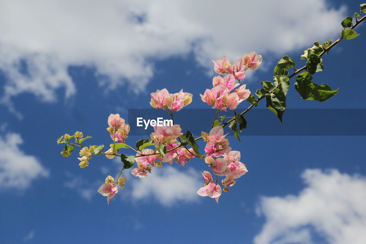 sky, plant, cloud, flower, blossom, nature, flowering plant, beauty in nature, freshness, growth, branch, tree, spring, springtime, fragility, pink, blue, low angle view, no people, outdoors, day, leaf, plant part, macro photography, food and drink, food