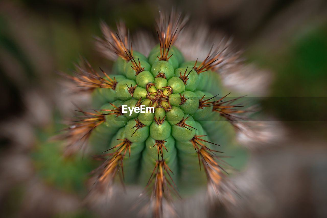 Macro shot of cactus plant