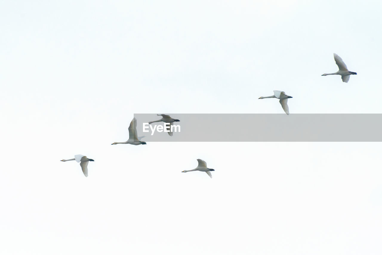 LOW ANGLE VIEW OF BIRDS IN SKY