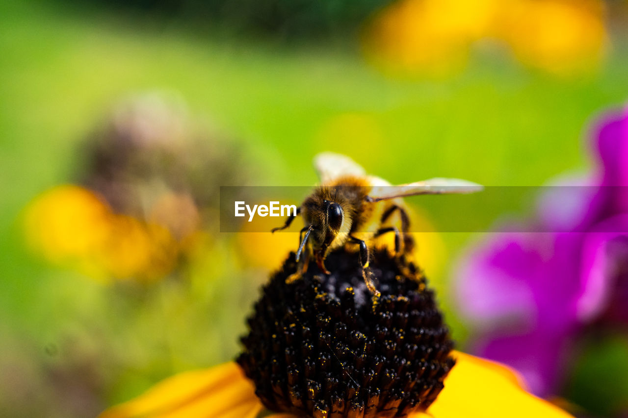 CLOSE-UP OF HONEY BEE POLLINATING ON FLOWER