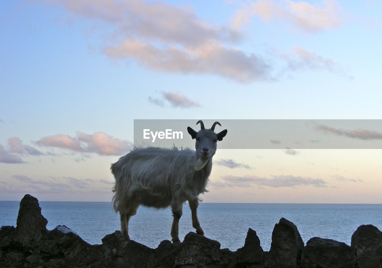 Mountain goat standing on rocks against sea and sky at dusk
