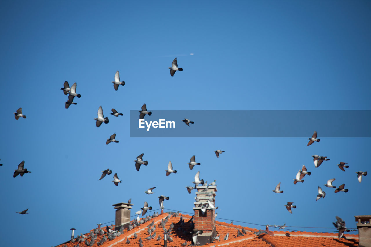 FLOCK OF BIRDS FLYING AGAINST CLEAR BLUE SKY