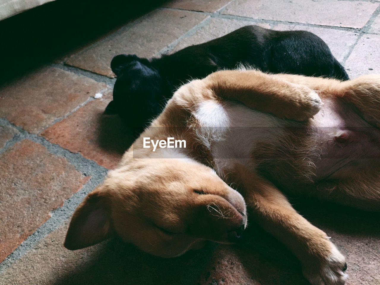High angle view of puppies sleeping on floor
