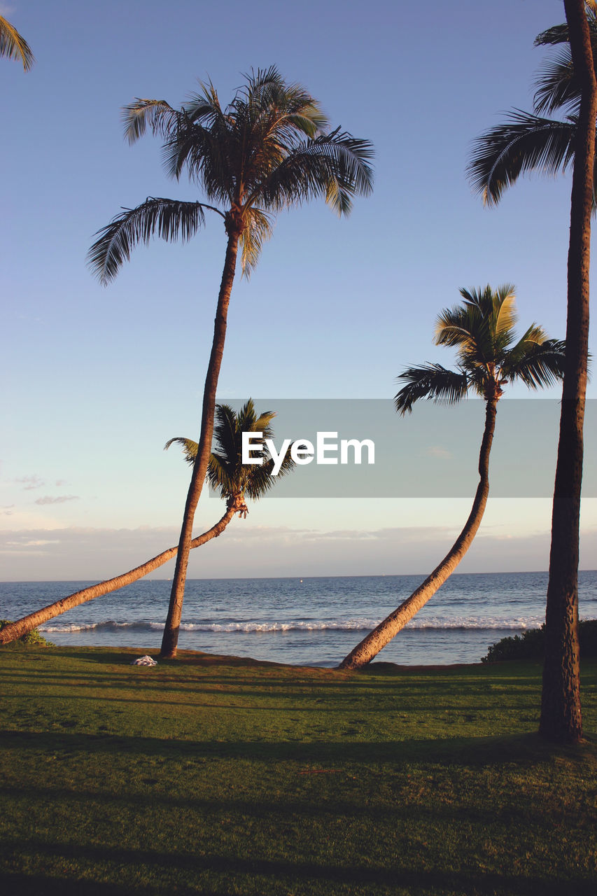 Palm trees on beach against sky