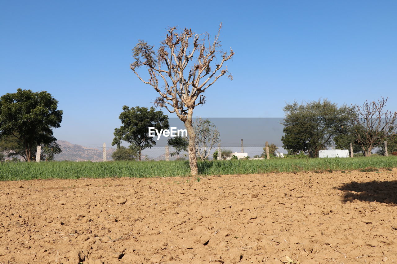 Trees on field against clear sky