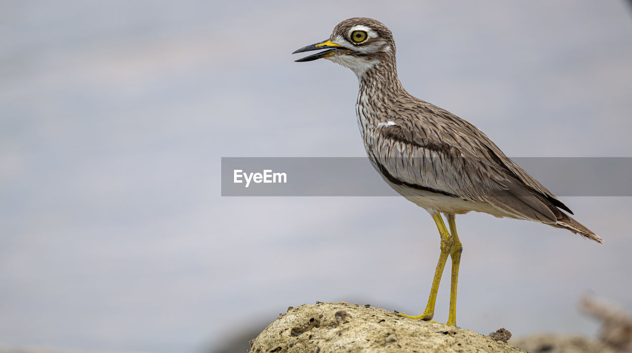 close-up of bird