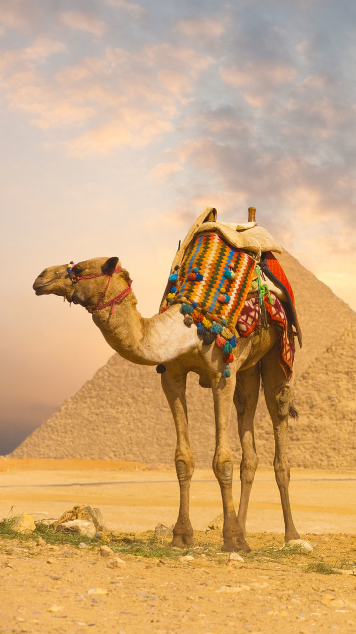 Camel on sand against sky