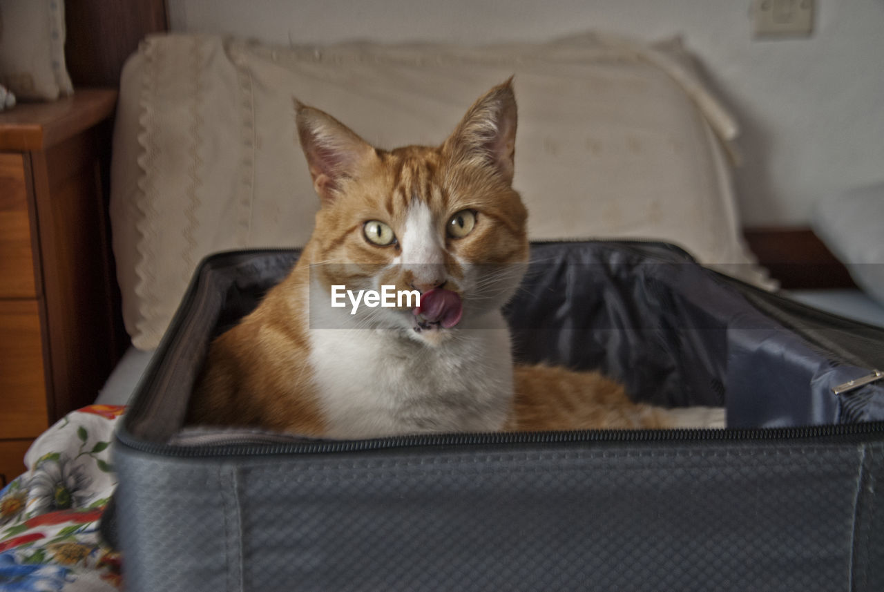 PORTRAIT OF A CAT LYING ON BED